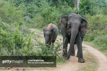 Asian elephant and calf, Udawalawe National Park