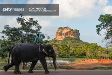 Elephant passing by Sigiriya Rock at sunset